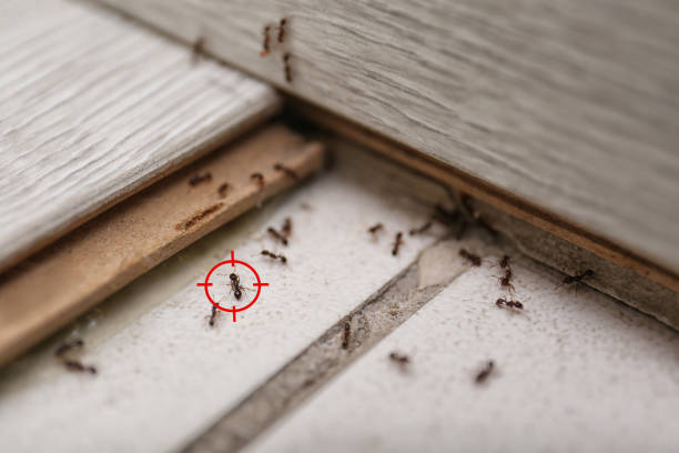 Best Local Pest Control Services  in Kings Mountain, NC