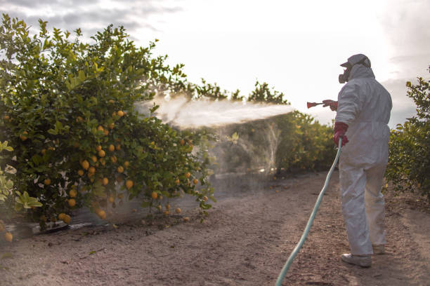Best Pest Control for Restaurants  in Kings Mountain, NC