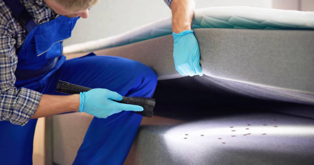 Best Wasp Removal Services  in Kings Mountain, NC