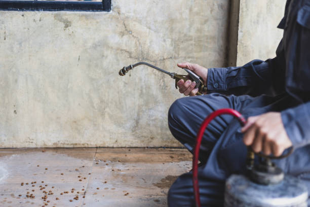 Best Affordable Pest Control Services  in Kings Mountain, NC